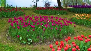 Indira Gandhi Anıt Lale Bahçesi, Srinagar 'da bir lale bahçesi.