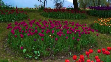 Indira Gandhi Anıt Lale Bahçesi, Srinagar 'da bir lale bahçesi.