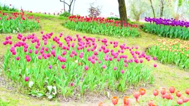 Indira Gandhi Anıt Lale Bahçesi, Srinagar 'da bir lale bahçesi.