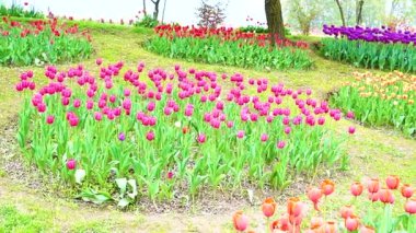 Indira Gandhi Anıt Lale Bahçesi, Srinagar 'da bir lale bahçesi.