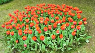 Indira Gandhi Anıt Lale Bahçesi, Srinagar 'da bir lale bahçesi.