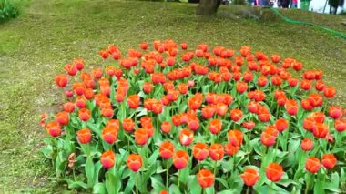 Indira Gandhi Anıt Lale Bahçesi, Srinagar 'da bir lale bahçesi.