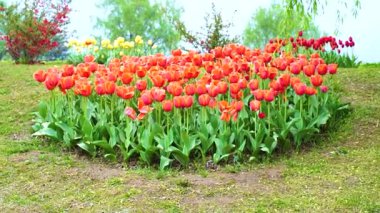 Indira Gandhi Anıt Lale Bahçesi, Srinagar 'da bir lale bahçesi.