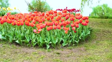 Indira Gandhi Anıt Lale Bahçesi, Srinagar 'da bir lale bahçesi.