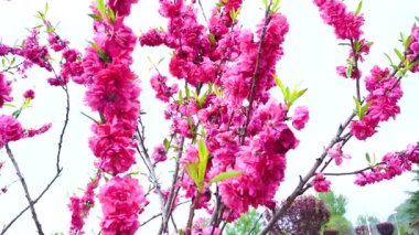 Indira Gandhi Anıt Lale Bahçesi, Srinagar 'da bir lale bahçesi.