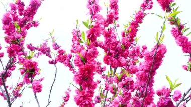 Indira Gandhi Anıt Lale Bahçesi, Srinagar 'da bir lale bahçesi.