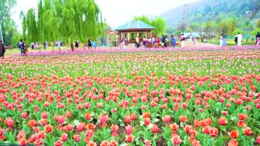 Indira Gandhi Anıt Lale Bahçesi, Srinagar 'da bir lale bahçesi.