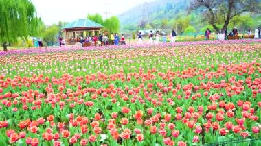 Indira Gandhi Anıt Lale Bahçesi, Srinagar 'da bir lale bahçesi.