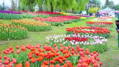 Indira Gandhi Anıt Lale Bahçesi, Srinagar 'da bir lale bahçesi.