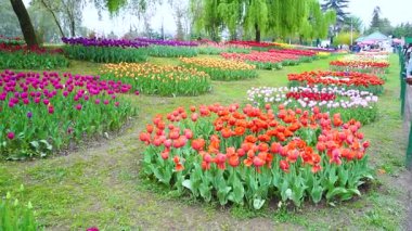 Indira Gandhi Anıt Lale Bahçesi, Srinagar 'da bir lale bahçesi.