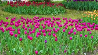 Indira Gandhi Anıt Lale Bahçesi, Srinagar 'da bir lale bahçesi.