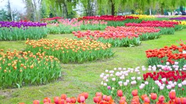 Indira Gandhi Anıt Lale Bahçesi, Srinagar 'da bir lale bahçesi.