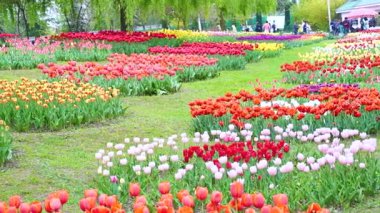 Indira Gandhi Anıt Lale Bahçesi, Srinagar 'da bir lale bahçesi.