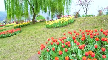 Indira Gandhi Anıt Lale Bahçesi, Srinagar 'da bir lale bahçesi.