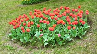 Indira Gandhi Anıt Lale Bahçesi, Srinagar 'da bir lale bahçesi.