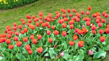 Indira Gandhi Anıt Lale Bahçesi, Srinagar 'da bir lale bahçesi.
