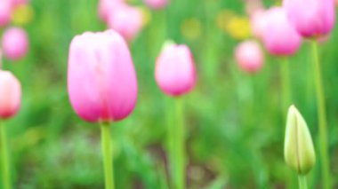 Indira Gandhi Anıt Lale Bahçesi, Srinagar 'da bir lale bahçesi.