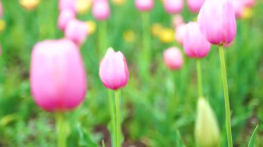 Indira Gandhi Anıt Lale Bahçesi, Srinagar 'da bir lale bahçesi.