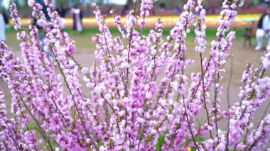 Indira Gandhi Anıt Lale Bahçesi, Srinagar 'da bir lale bahçesi.