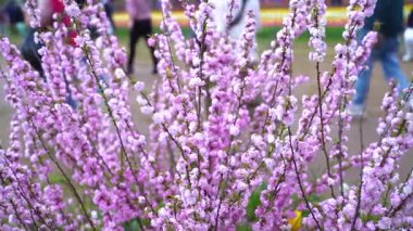 Indira Gandhi Anıt Lale Bahçesi, Srinagar 'da bir lale bahçesi.
