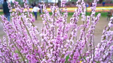 Indira Gandhi Anıt Lale Bahçesi, Srinagar 'da bir lale bahçesi.