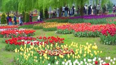 Indira Gandhi Anıt Lale Bahçesi, Srinagar 'da bir lale bahçesi.