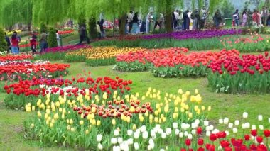 Indira Gandhi Anıt Lale Bahçesi, Srinagar 'da bir lale bahçesi.