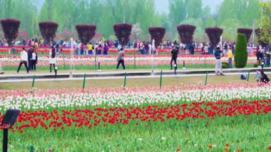 Indira Gandhi Anıt Lale Bahçesi, Srinagar 'da bir lale bahçesi.