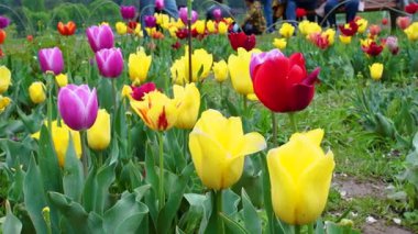 Indira Gandhi Anıt Lale Bahçesi, Srinagar 'da bir lale bahçesi.