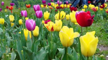 Indira Gandhi Anıt Lale Bahçesi, Srinagar 'da bir lale bahçesi.