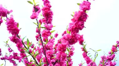 Indira Gandhi Anıt Lale Bahçesi, Srinagar 'da bir lale bahçesi.