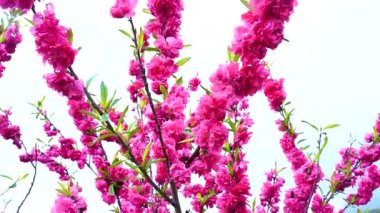 Indira Gandhi Anıt Lale Bahçesi, Srinagar 'da bir lale bahçesi.