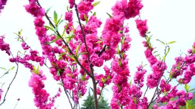 Indira Gandhi Anıt Lale Bahçesi, Srinagar 'da bir lale bahçesi.