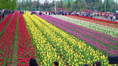 Indira Gandhi Anıt Lale Bahçesi, Srinagar 'da bir lale bahçesi.