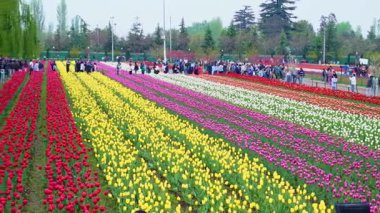Indira Gandhi Anıt Lale Bahçesi, Srinagar 'da bir lale bahçesi.