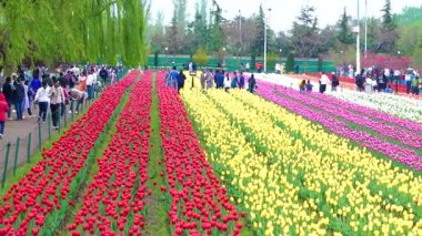 Indira Gandhi Anıt Lale Bahçesi, Srinagar 'da bir lale bahçesi.