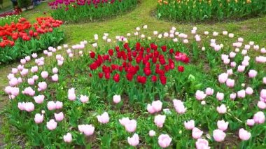 Indira Gandhi Anıt Lale Bahçesi, Srinagar 'da bir lale bahçesi.