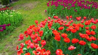 Indira Gandhi Anıt Lale Bahçesi, Srinagar 'da bir lale bahçesi.