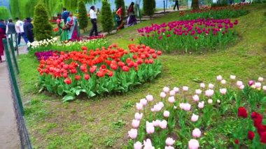 Indira Gandhi Anıt Lale Bahçesi, Srinagar 'da bir lale bahçesi.