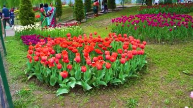 Indira Gandhi Anıt Lale Bahçesi, Srinagar 'da bir lale bahçesi.