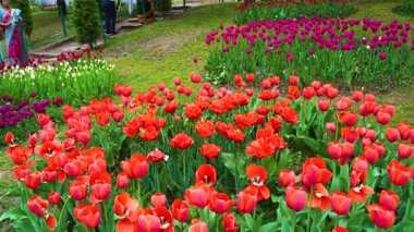 Indira Gandhi Anıt Lale Bahçesi, Srinagar 'da bir lale bahçesi.