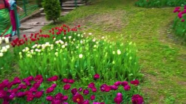 Indira Gandhi Anıt Lale Bahçesi, Srinagar 'da bir lale bahçesi.