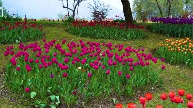 Indira Gandhi Anıt Lale Bahçesi, Srinagar 'da bir lale bahçesi.