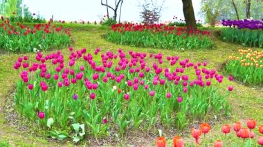 Indira Gandhi Anıt Lale Bahçesi, Srinagar 'da bir lale bahçesi.