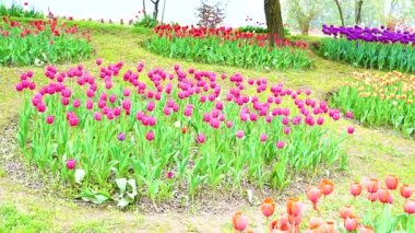 Indira Gandhi Anıt Lale Bahçesi, Srinagar 'da bir lale bahçesi.
