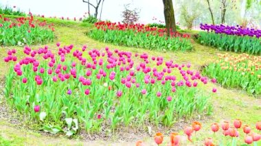 Indira Gandhi Anıt Lale Bahçesi, Srinagar 'da bir lale bahçesi.