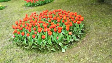 Indira Gandhi Anıt Lale Bahçesi, Srinagar 'da bir lale bahçesi.