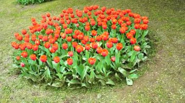 Indira Gandhi Anıt Lale Bahçesi, Srinagar 'da bir lale bahçesi.