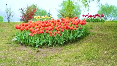 Indira Gandhi Anıt Lale Bahçesi, Srinagar 'da bir lale bahçesi.