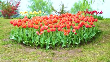 Indira Gandhi Anıt Lale Bahçesi, Srinagar 'da bir lale bahçesi.
